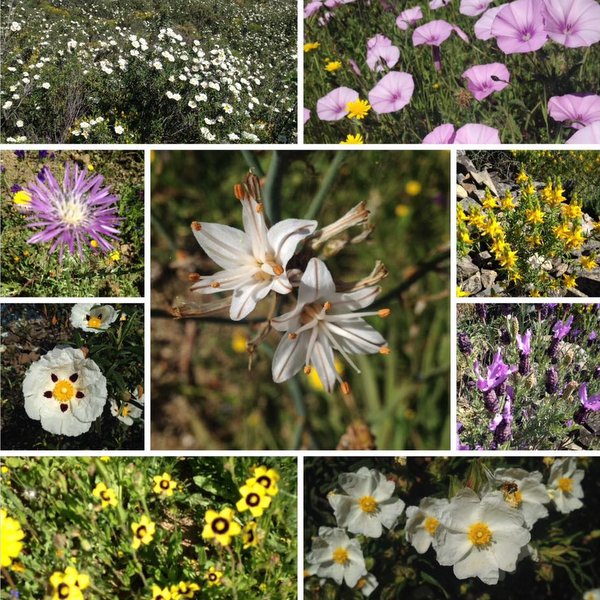 Fleurs sur la Via Algarviana au printemps