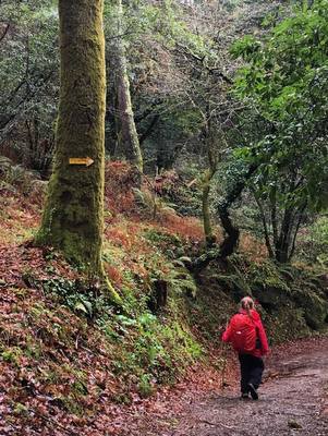 Dans les forêts de Galice