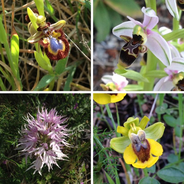 Ophrys et orchis en Algarve