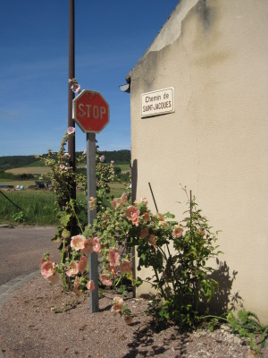 Ici à Asquins, on appelle les roses trémières des bâtons de Saint Jacques !