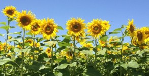 Tournesols